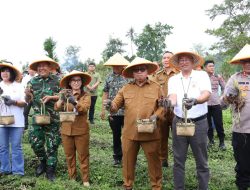 Pemkab Minahasa dan PGE Panen Raya Hasil Pupuk Katrili