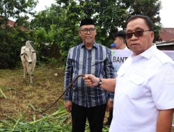 Bupati RD Serahkan Sapi Kurban Presiden Prabowo, Berat Hampir 1 Ton