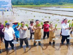 Dukungan Ketersediaan Pangan, Dirjen Kementerian Pertanian RI Bersama Wabup Vasung dan Wagub Sulut Mailangkay Ikuti Program Gerakan Tanam Padi di Kakas Minahasa